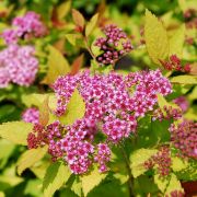 Спирея Мерлоу 2л мяг уп