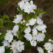 Чубушник Фрости Морн С3