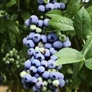 Голубика узколистная Топхэт С1,5