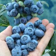 Голубика Чандлер С1,6