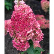 Гортензия метельчатая Строберри Блоссом С3