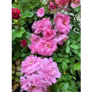 Роза парковая Тереза Бунтье С2 (Р)