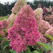 Гортензия метельчатая Гарденлайт Редлайт С5