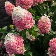 Гортензия метельчатая Пинк Промис С2