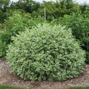 Дерен Элегантиссимо С3