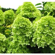 Гортензия метельчатая Лаймлайт С2