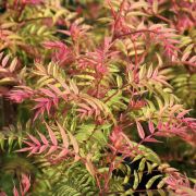 Рябинник рябиннолистный С2