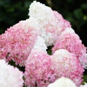 Гортензия метельчатая Пинк энд Роуз С2