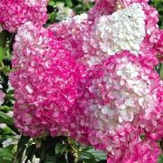 Гортензия метельчатая Ванилла Фрайз С2
