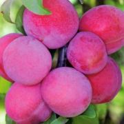 Алыча Красносельская С2