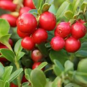 Брусника ремонтантная Ред Перл Р9 весна (П)