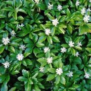 Пахизандра верхушечная Грин Шин С1