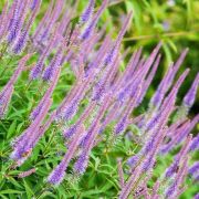 Вероникаструм Фасинэйшн С1