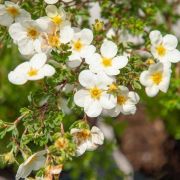 Курильский чай Сноуфлейк (лапчатка)