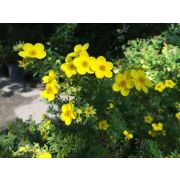 Курильский чай Фридхем (лапчатка) 0.8л