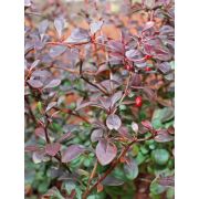 Барбарис Тунберга Дартс Ред Леди Р9