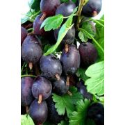 Крыжовник Грушенька 1л