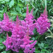 Астильба Суперба С1,6