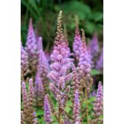 Астильба Пумила  С1,6