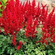 Астильба Этна С1,6