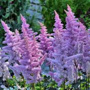 Астильба Валерия С1,6