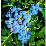 Голубика Река 0,8 осень