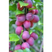 Слива Блю Свит (колонка) С2