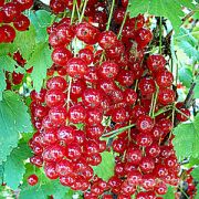 Смородина Натали красная 0,8л