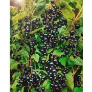 Смородина Перун ЗКС 0,8л