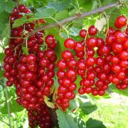 Смородина Джонкер ван Тетс красная 0,8л