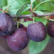 Сливово-вишневый гибрид Бетта С2