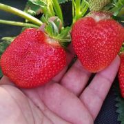 Земляника Клери 1 шт (0,5)