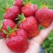 Земляника Слоненок 1 шт осень