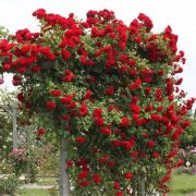 Роза Амадеус Плетистая С4 (Р)