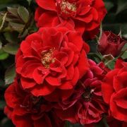 Роза Фламенко Почвопокровная  С4 (Р)