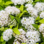 Спирея Японская Вайт Голд С2