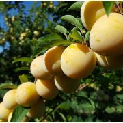 Слива Ренклод Колхозный С4