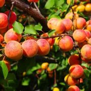 Абрикос Графиня С4