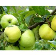 Яблоня Антоновка С3