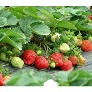Земляника рем. Ания 0,5
