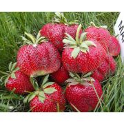 Земляника Мармелада 0,5