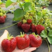 Земляника Москова 0,5