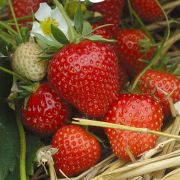 Земляника Сизоже 0,5