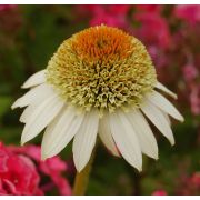 Эхинацея Милкшейк Р9