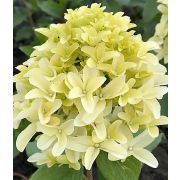 Гортензия метельчатая Скайфол С3