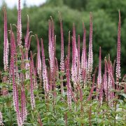 Вероникаструм Эрика Р9