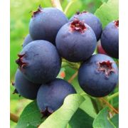 Ирга канадская Слет Р9