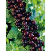 Йошта Моро 0,8л