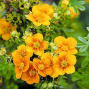 Лапчатка Манго Танго Р9