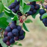 Ирга Нортлайн Р9